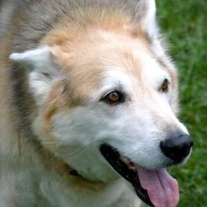 Meet your Posher, Janet